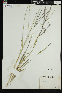 Digitaria sanguinalis image