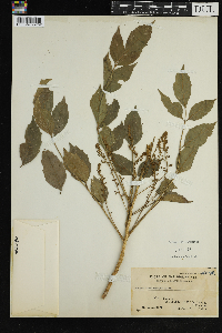 Image Associated With the Occurrence