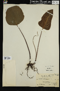 Image Associated With the Occurrence