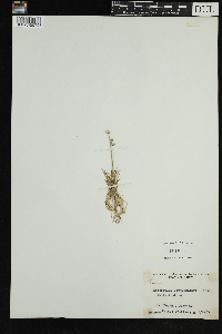 Eriocaulon aquaticum image