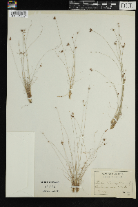 Media resource of Abildgaardia capillaris