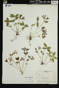 Vinca minor image