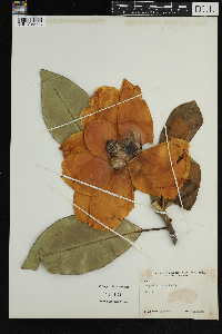 Magnolia grandiflora image