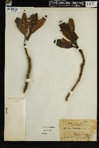 Image Associated With the Occurrence