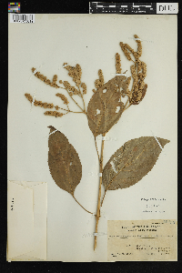 Image Associated With the Occurrence