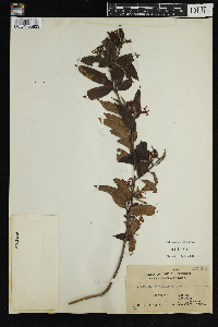 Image Associated With the Occurrence