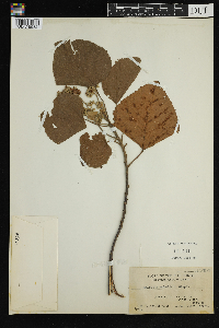 Image Associated With the Occurrence