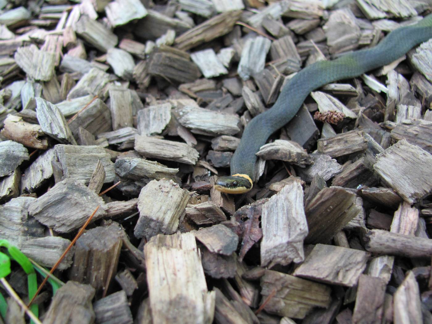 Diadophis punctatus image