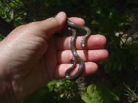 Diadophis punctatus image