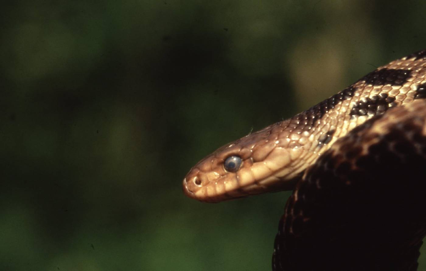 Pantherophis image