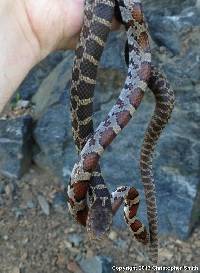 Media resource of Pantherophis vulpinus