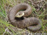 Heterodon platirhinos image