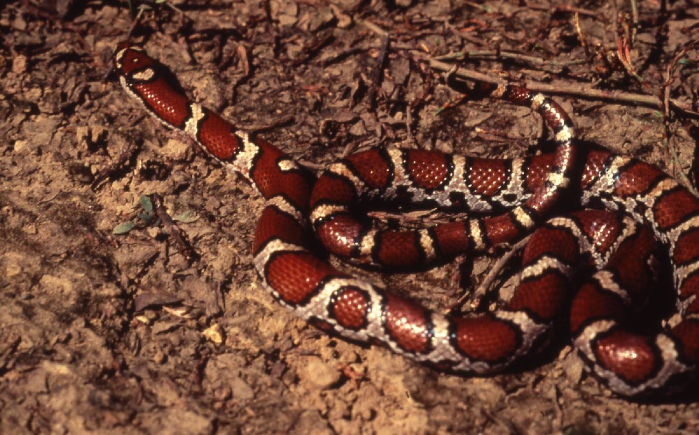 Lampropeltis image