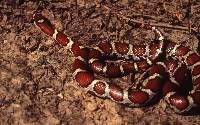 Image of Lampropeltis triangulum
