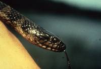 Image of Nerodia sipedon