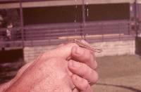 Storeria dekayi image