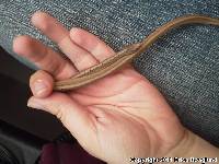 Media resource of Storeria dekayi