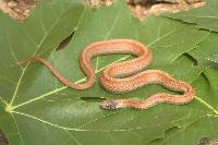 Media resource of Storeria occipitomaculata