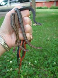 Storeria occipitomaculata image