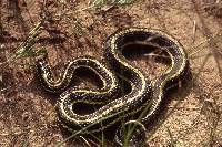 Media resource of Thamnophis radix
