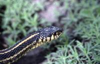 Thamnophis radix image