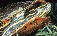 Image of Chrysemys picta