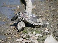 Media resource of Graptemys geographica