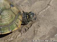 Media resource of Graptemys pseudogeographica