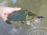 Graptemys pseudogeographica image