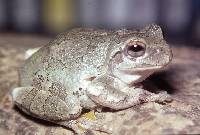 Media resource of Hyla versicolor