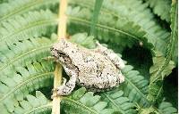 Hyla versicolor image