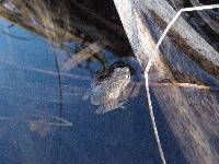 Pseudacris crucifer image