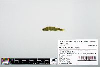 Image of Notropis atherinoides