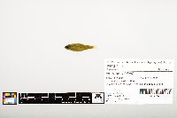 Notropis wickliffi image