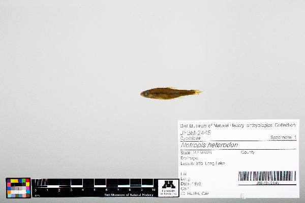 Notropis heterodon image