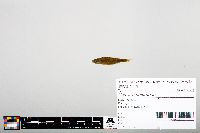 Image of Notropis heterodon