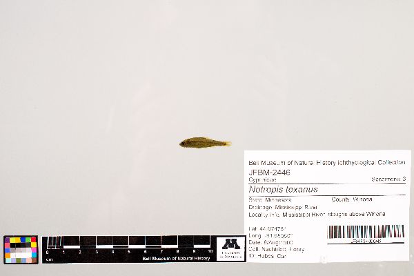 Notropis texanus image