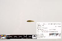 Image of Notropis texanus
