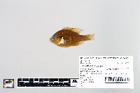 Lepomis gibbosus image