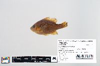 Lepomis gibbosus image