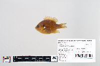 Lepomis gibbosus image