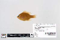 Lepomis gibbosus image