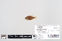 Lepomis gibbosus image