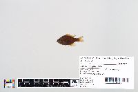 Lepomis gibbosus image