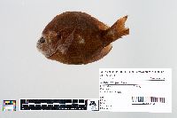 Lepomis gibbosus image