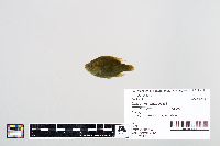 Lepomis gibbosus image