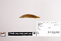 Esox lucius image