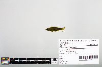 Notropis blennius image