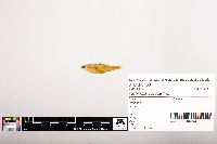 Image of Notropis volucellus