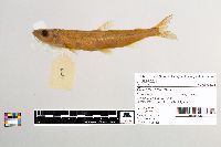 Osmerus mordax image